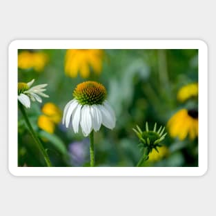 White coneflowers in a garden Sticker